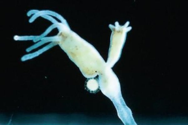 Kraken рабочий