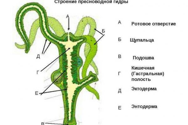 Найти зеркало кракена